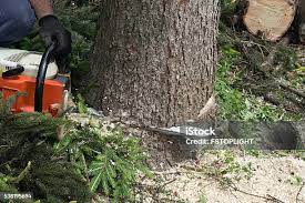 Best Lawn Pest Prevention  in Sullivan, IL